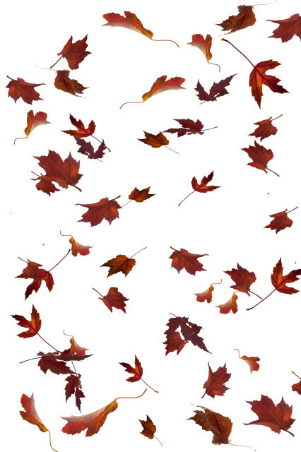 Leaf Overlays. Turn your images into Fall. Enhance Your Fall Images